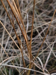 Juncus compressus