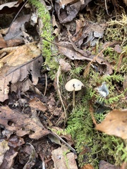 Helvella macropus