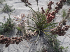 Trachyandra hirsutiflora