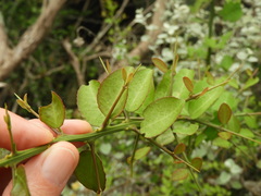 Gymnosporia nemorosa