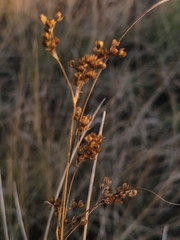Juncus compressus