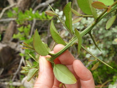 Gymnosporia nemorosa