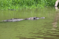 Melanosuchus niger