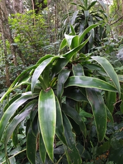 Dracaena aletriformis