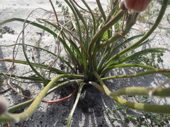 Trachyandra hirsutiflora