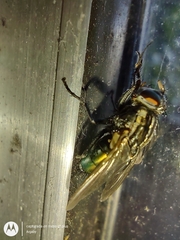 Sarconesia chlorogaster