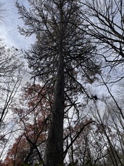 Pinus pungens