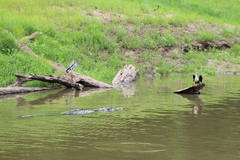 Melanosuchus niger
