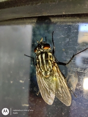 Sarconesia chlorogaster