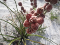 Trachyandra hirsutiflora