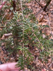Tsuga caroliniana