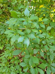 Eleutherococcus sieboldianus