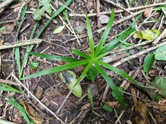 Cyperus albostriatus