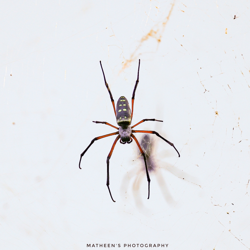 Red Legged Golden Orb Web Spider From Dhofar Governorate Oman On   Large 