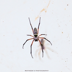Trichonephila sumptuosa