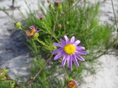 Senecio umbellatus