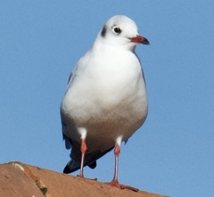Chroicocephalus ridibundus