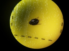 Scirtes hemisphaericus