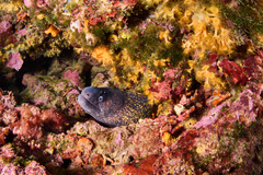 Muraena helena