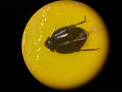 Scirtes hemisphaericus