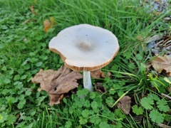 Volvopluteus gloiocephalus