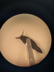 Athericidae
