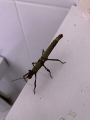 Creoxylus
