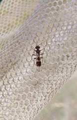 Dryinidae