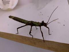 Creoxylus