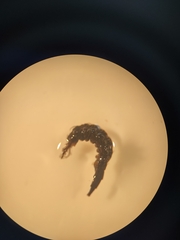 Athericidae