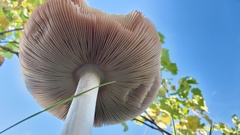 Volvopluteus gloiocephalus