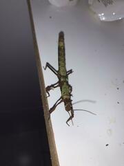 Creoxylus