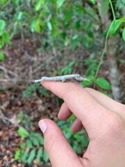 Paraprisopus