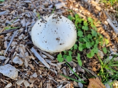 Volvopluteus gloiocephalus