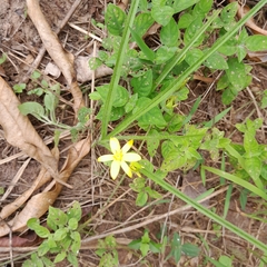Hypoxis acuminata