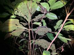 Pterinoxylus eucnemis