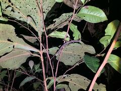 Pterinoxylus eucnemis