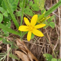 Hypoxis acuminata