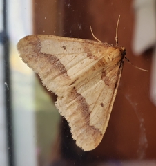 Erannis tiliaria