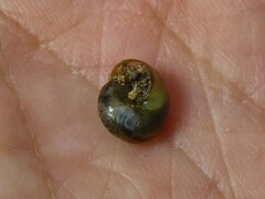 Ventridens ligera