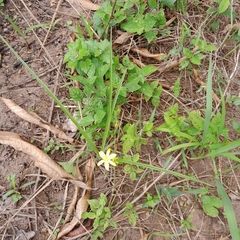Hypoxis acuminata