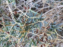 Bupleurum spinosum