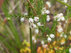 Erica formosa