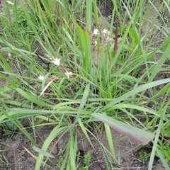 Chlorophytum angulicaule