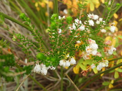 Erica formosa