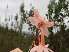 Watsonia fourcadei