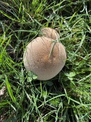 Lycoperdon excipuliforme