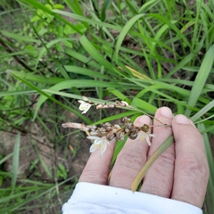 Chlorophytum angulicaule