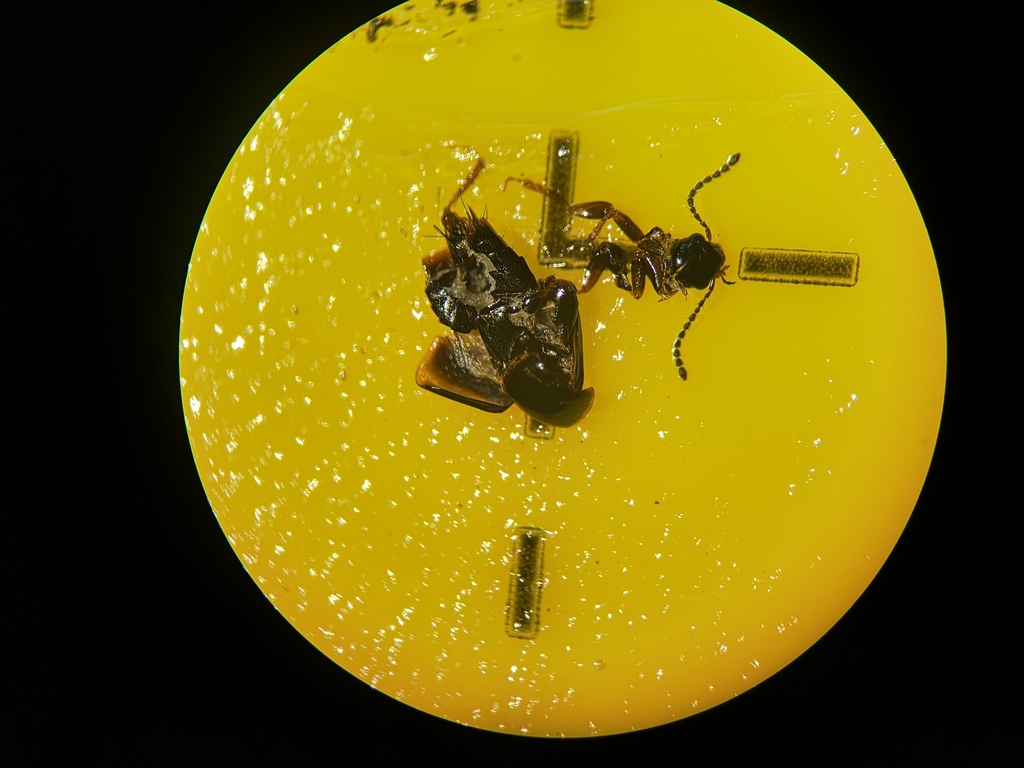 Tachinus marginellus