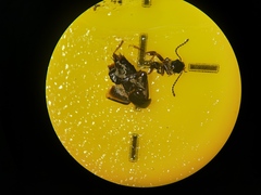 Tachinus marginellus